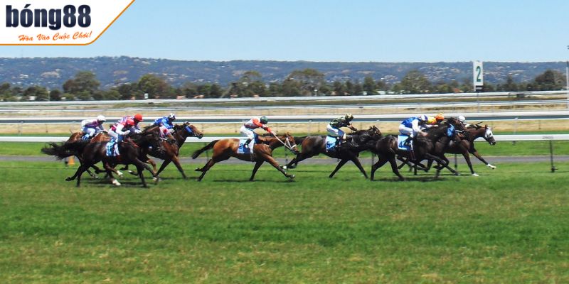 Cá Cược Đua Ngựa BONG88 - Tỷ Lệ Kèo Và Chiến Thuật Cược 2 Forecast và Tricast trong cá cược đua ngựa