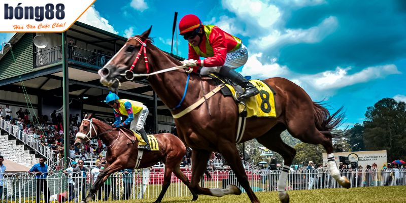 Cá Cược Đua Ngựa BONG88 - Tỷ Lệ Kèo Và Chiến Thuật Cược 1 Hiểu về thông tin có trong cá cược đua ngựa