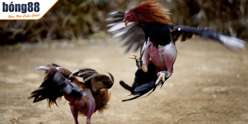 Thời gian thi đấu chính