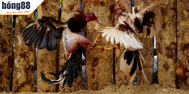 Thuật ngữ trong trận đấu